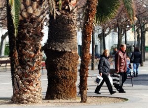 Ejemplar infectado por el 'picudo rojo', que ya está siendo tratado desde octubre. ::                         JONATHAN HERREROS