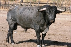 Toros de Victorino Martín para empezar