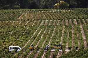 Más uva y vino para el 2014