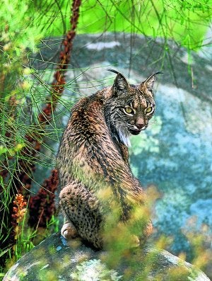 El ñu se come al lince ibérico