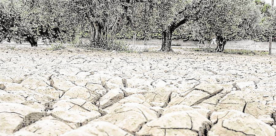 Las lágrimas de los olivos