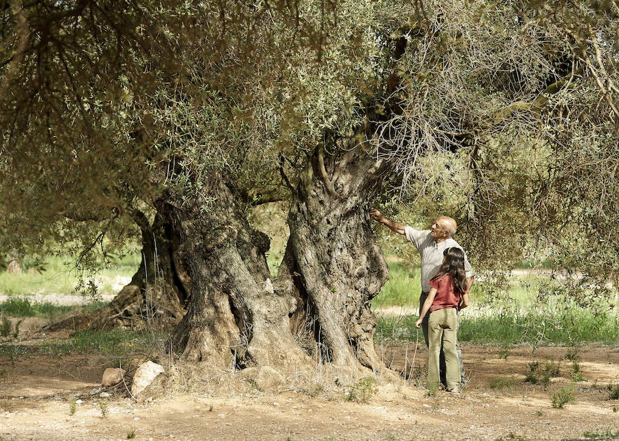 Las lágrimas de los olivos