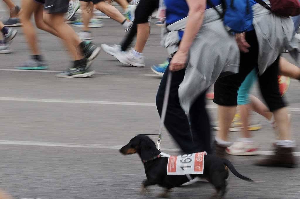 Búscate en la Volta a Peu de Valencia de 2014 (2)