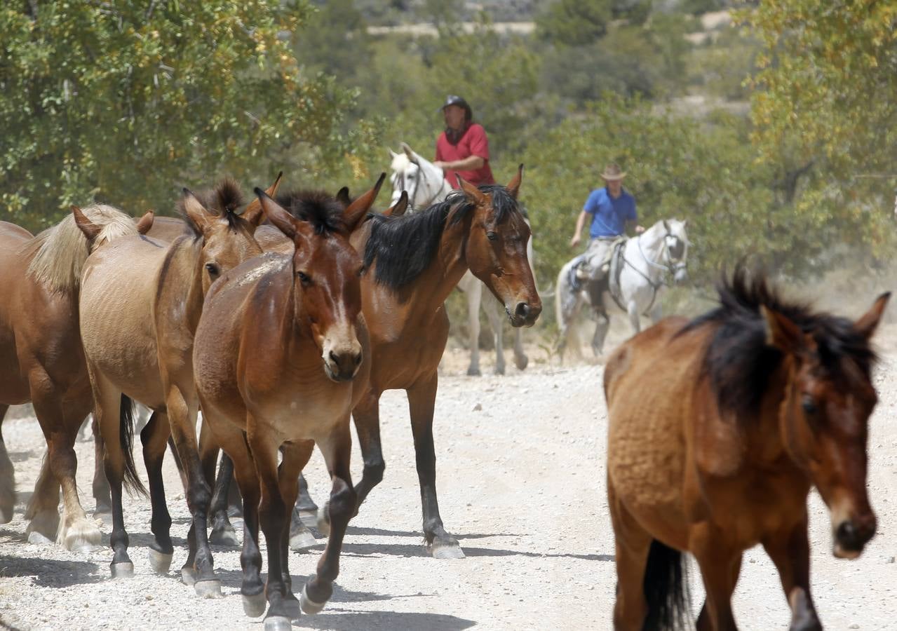 Trashumancia de caballos en Losa del Obispo