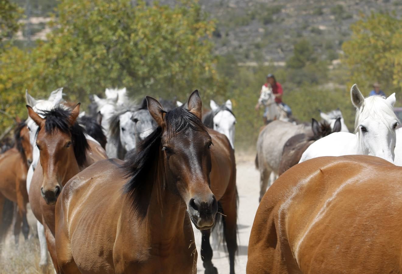 Trashumancia de caballos en Losa del Obispo