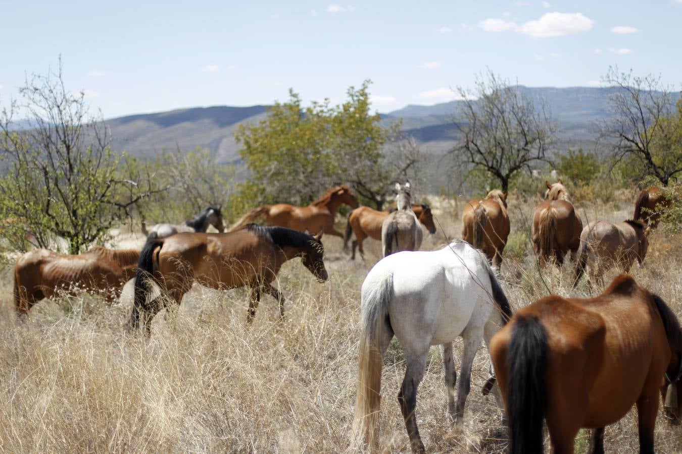 Trashumancia de caballos en Losa del Obispo