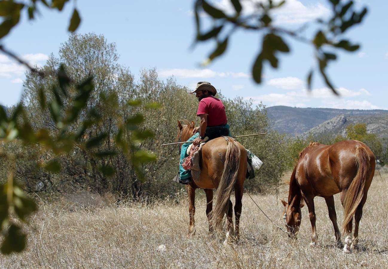 Trashumancia de caballos en Losa del Obispo