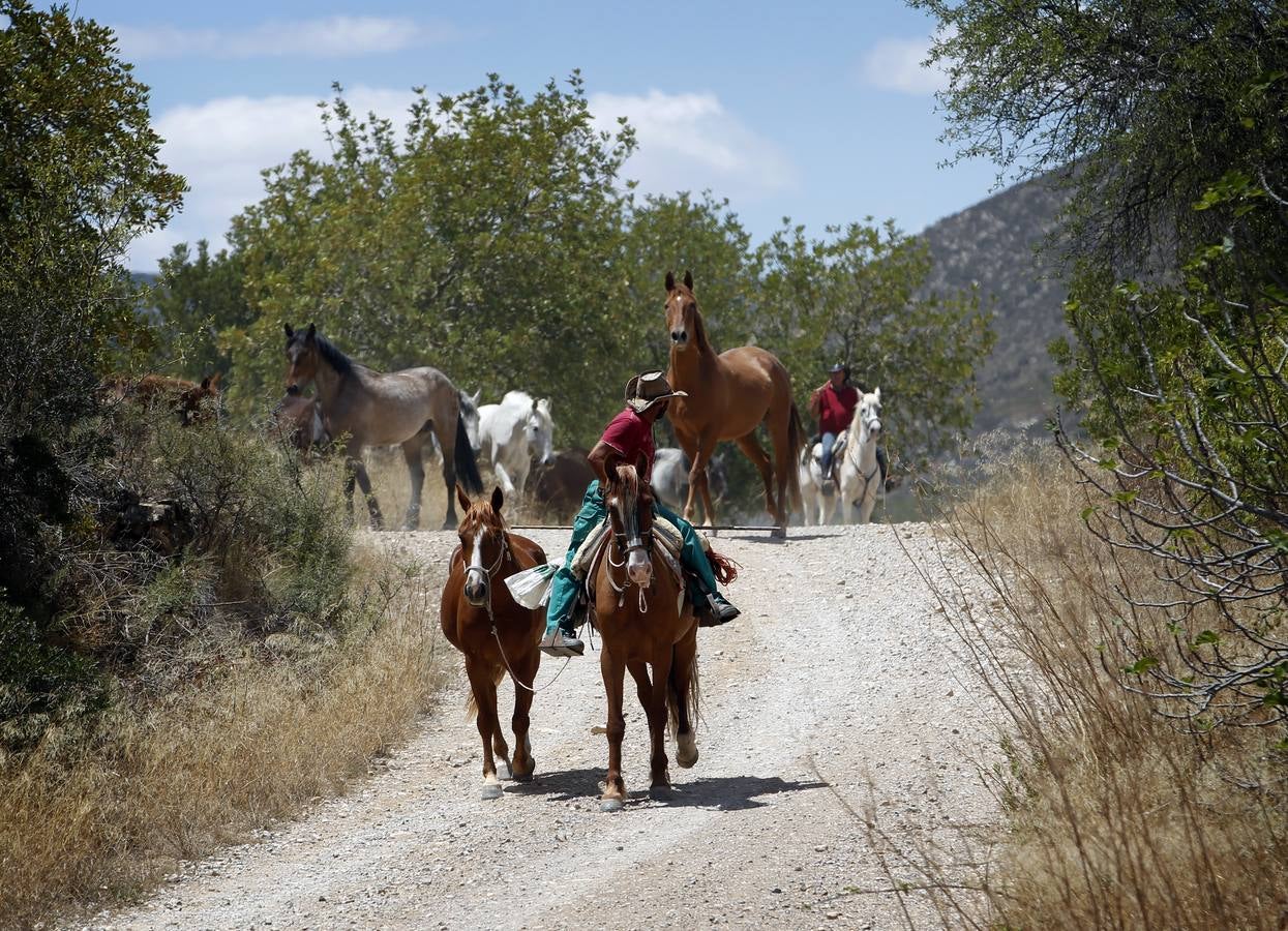 Trashumancia de caballos en Losa del Obispo