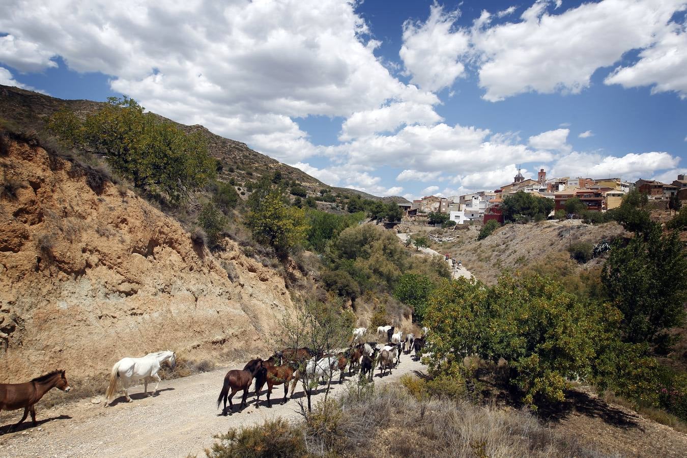 Trashumancia de caballos en Losa del Obispo