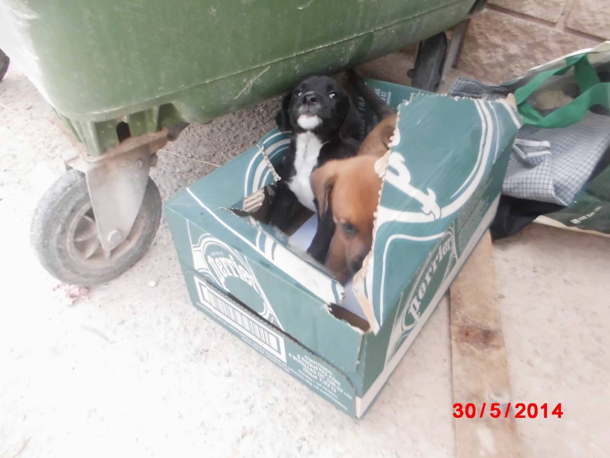 Perros y gatos encontrados en contenedores de Valencia