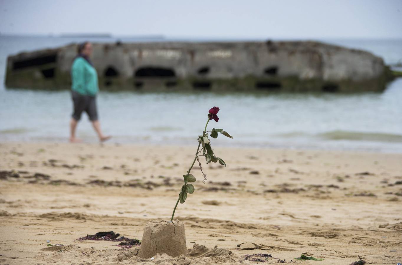 Vista de una rosa plantada en la arena de una playa frente al pontón militar estadounidense, en Arromanches.