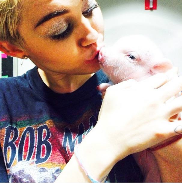 Bubba Sue, la cerdita de Miley Cyrus