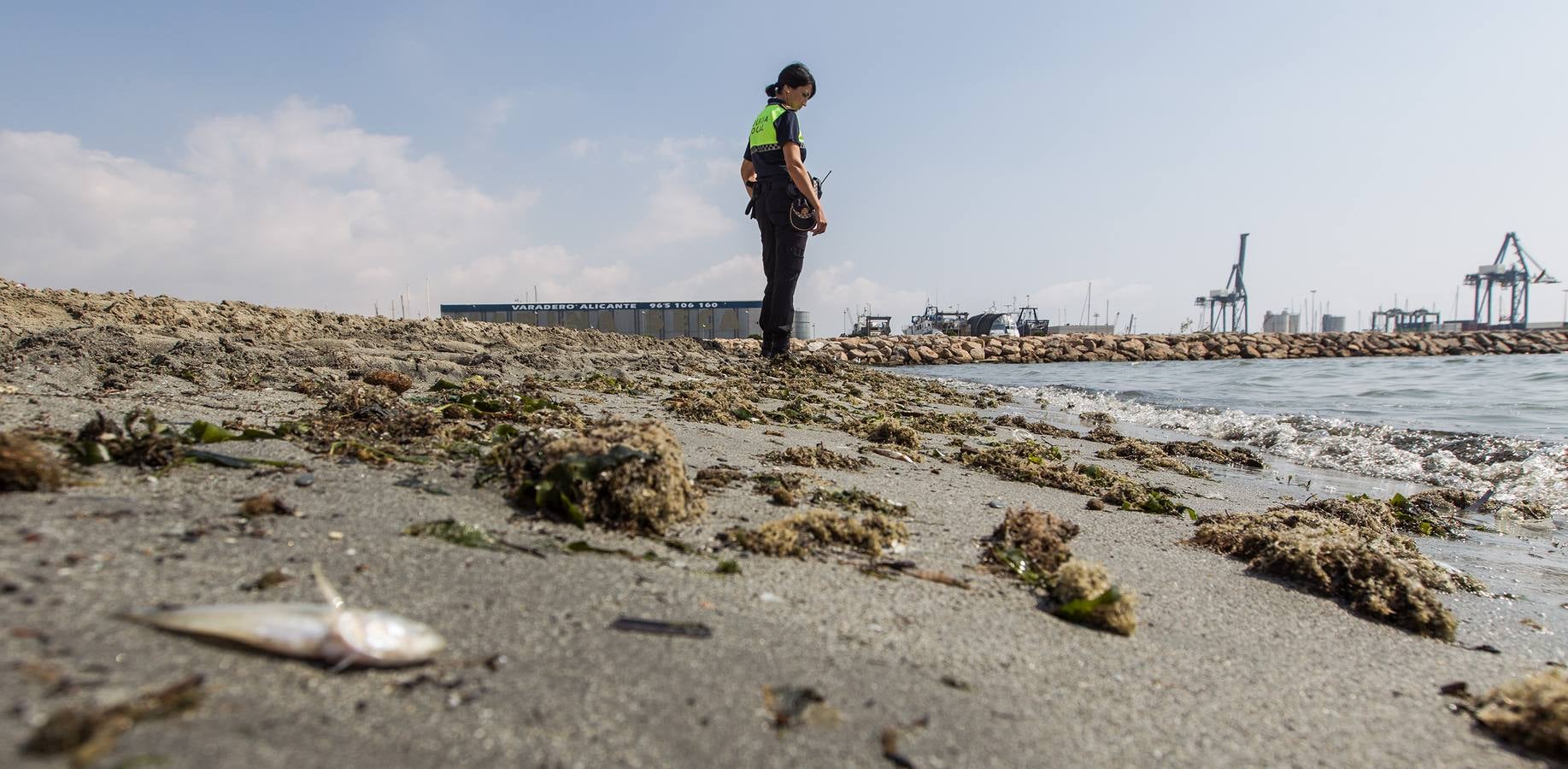 Cierran la playa de San Gabriel tras aparecer centenares de peces muertos