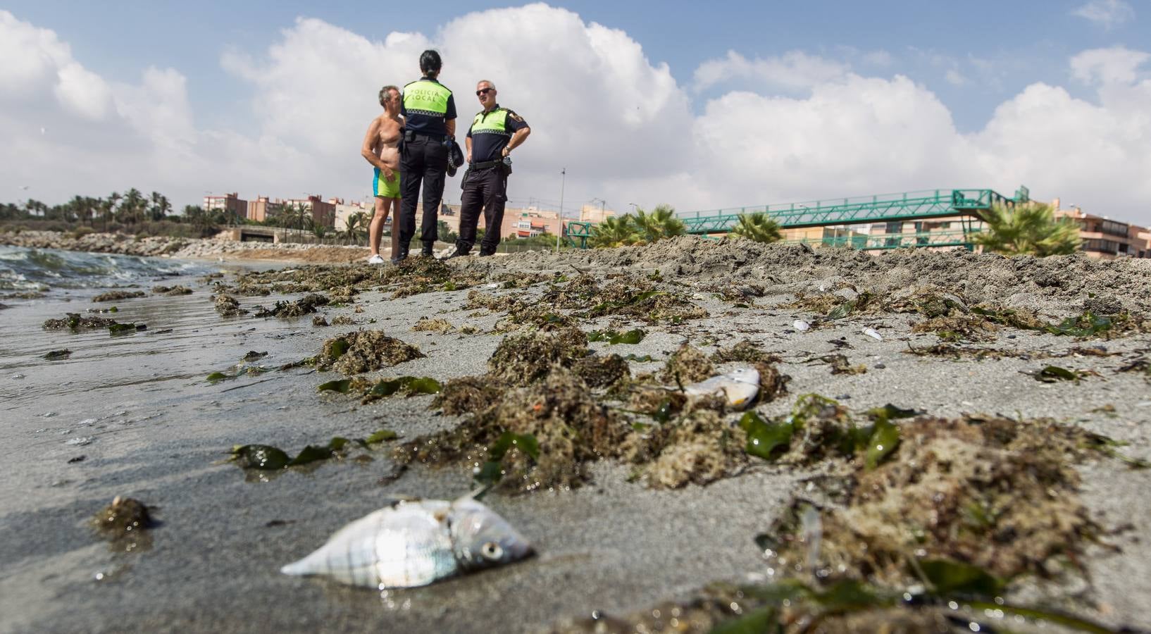 Cierran la playa de San Gabriel tras aparecer centenares de peces muertos