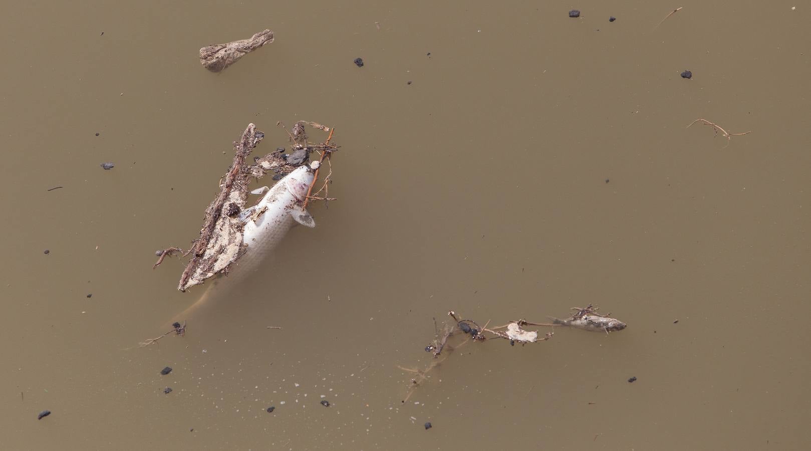 El PSPV denuncia aguas fecales y peces muertos en el Barranco de las Ovejas