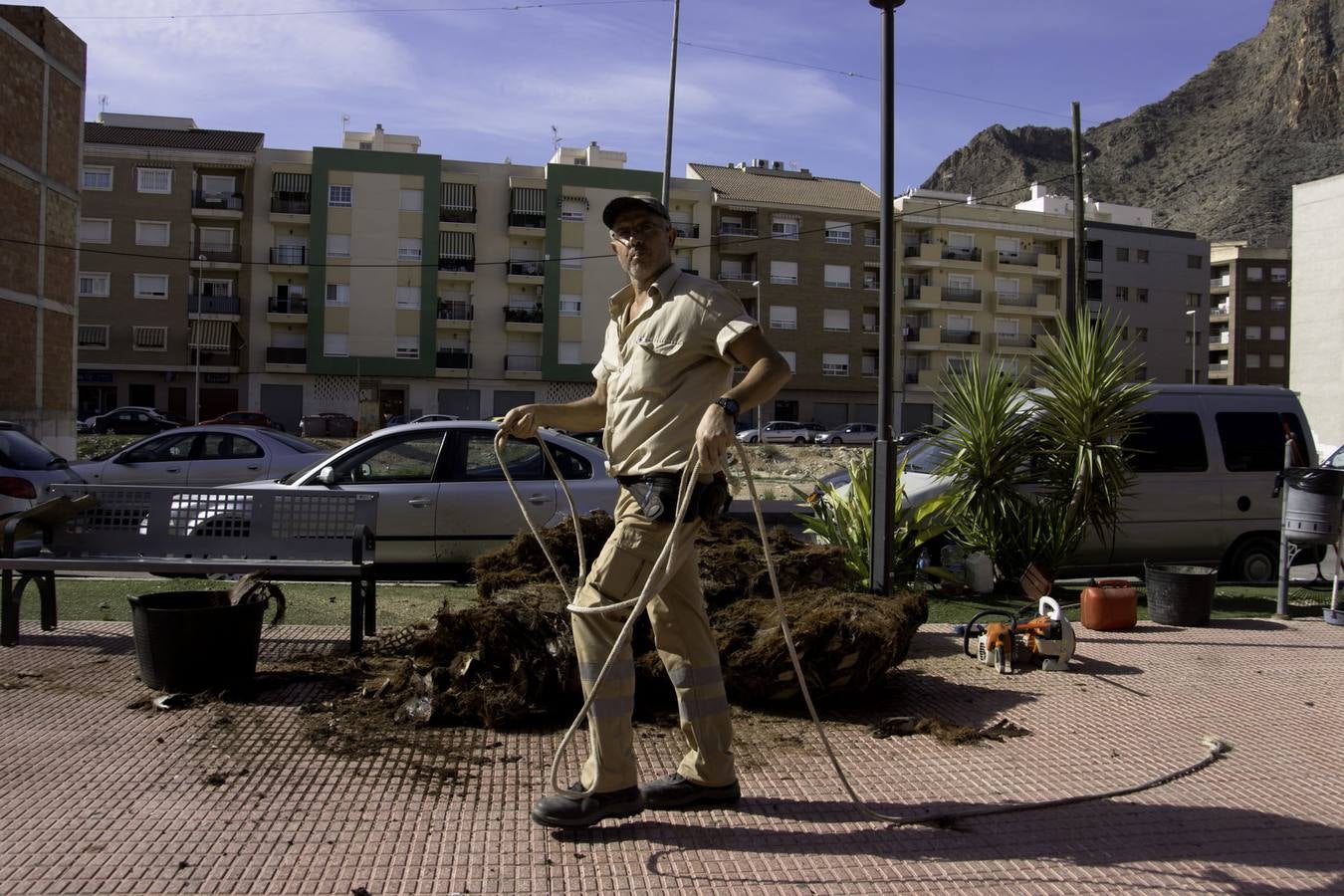 Cortan palmeras en Callosa por el picudo