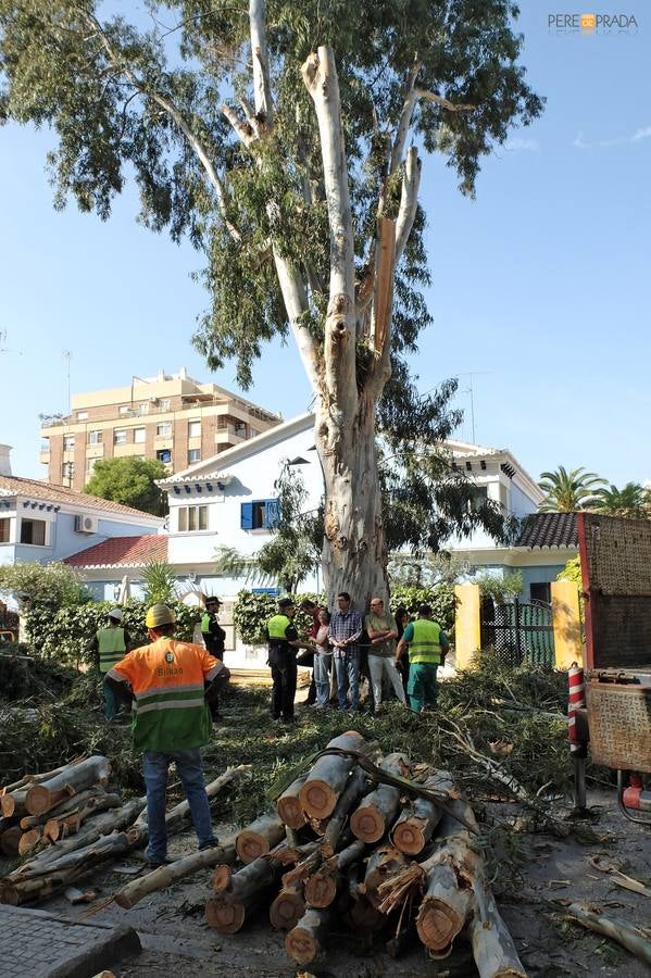 Agró y vecinos de Puerto de Sagunto se encadenan a dos eucaliptos para evitar su tala