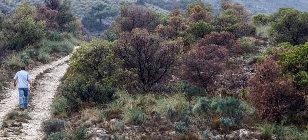 Pinos enfermos y secos en Monnegre