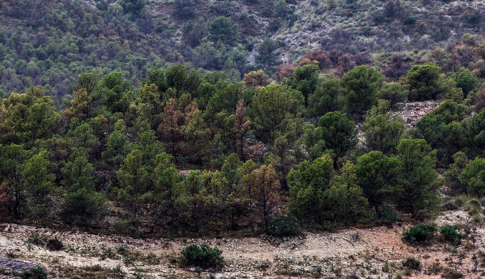 Pinos enfermos y secos en Monnegre