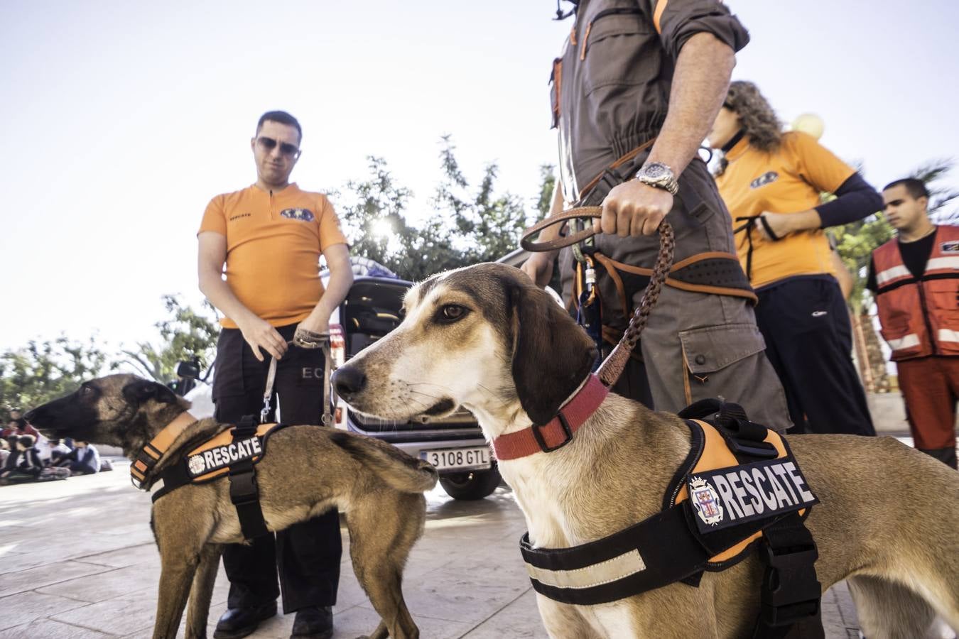 Academia de perros de rescate