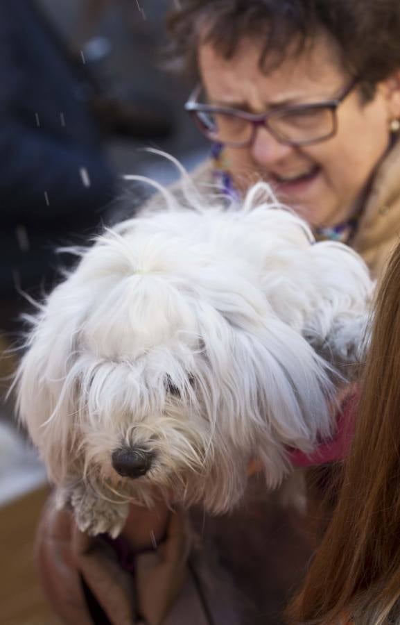 San Antonio 2014: bendición de mascotas en Valencia