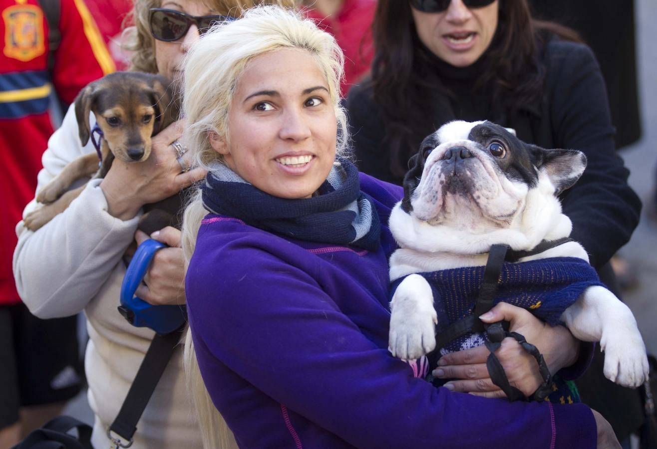 San Antonio 2014: bendición de mascotas en Valencia