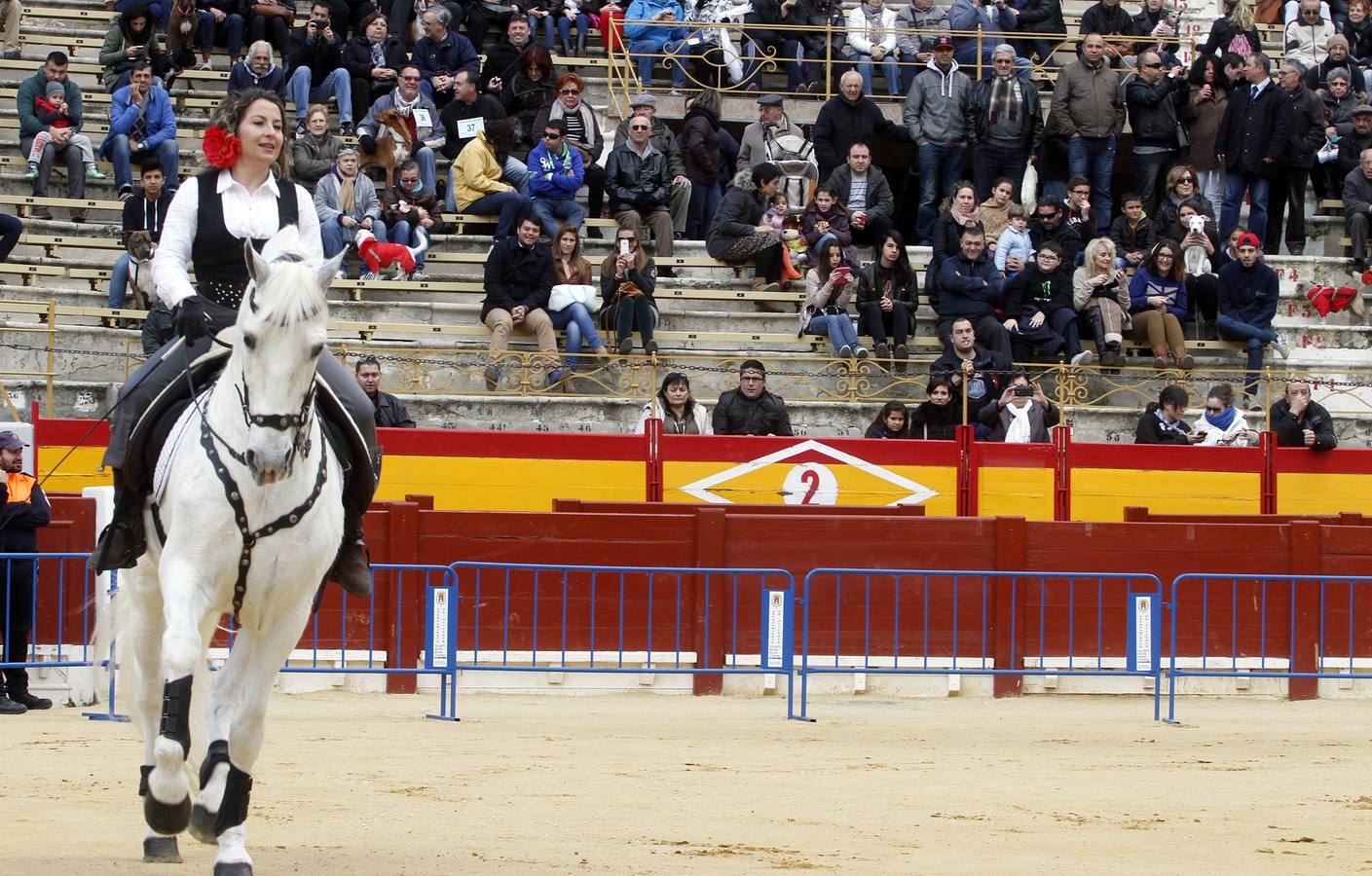 Día de San Antón en Alicante