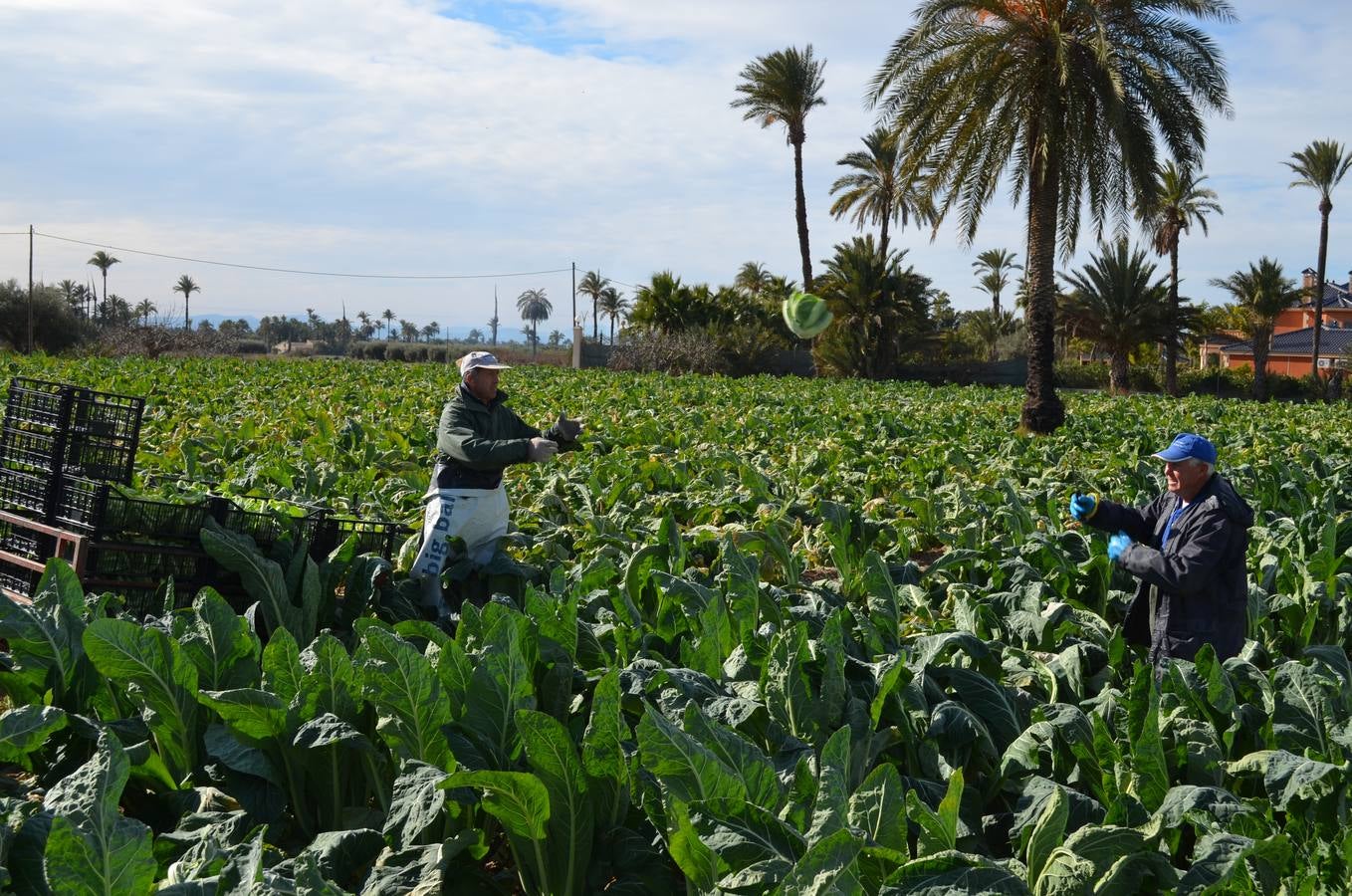 La agricultura local gana peso en Elche