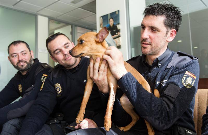 Policías pagan una operación a un perro maltratado en Alicante para que no quede cojo