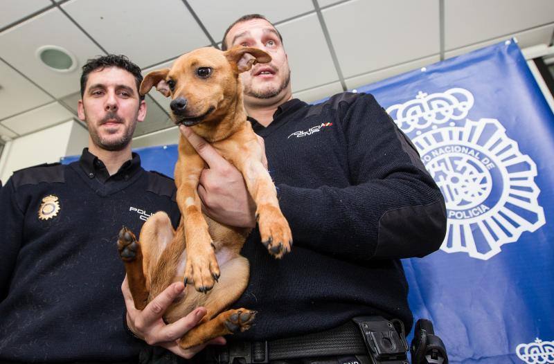 Policías pagan una operación a un perro maltratado en Alicante para que no quede cojo