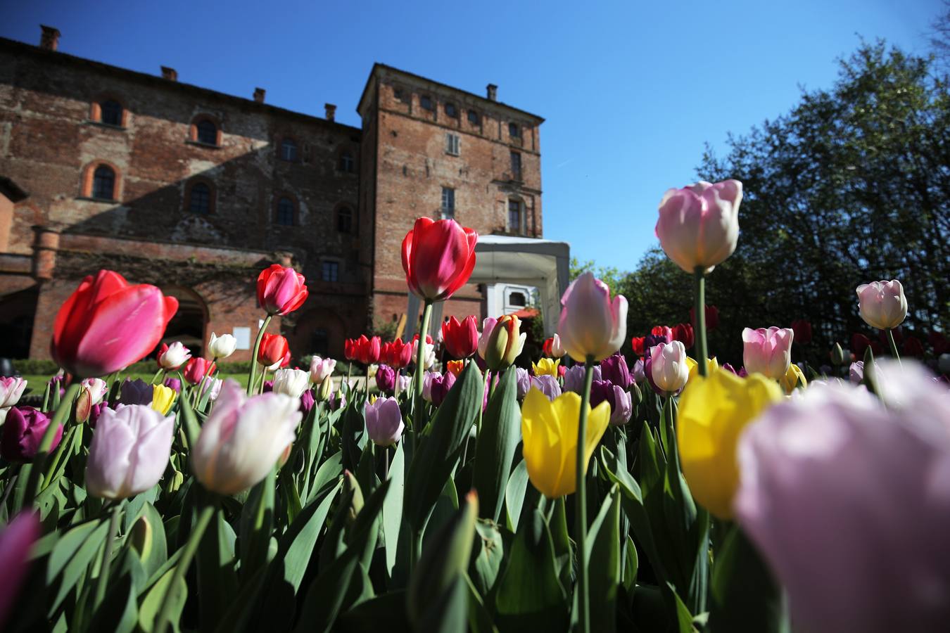 El color de la primavera