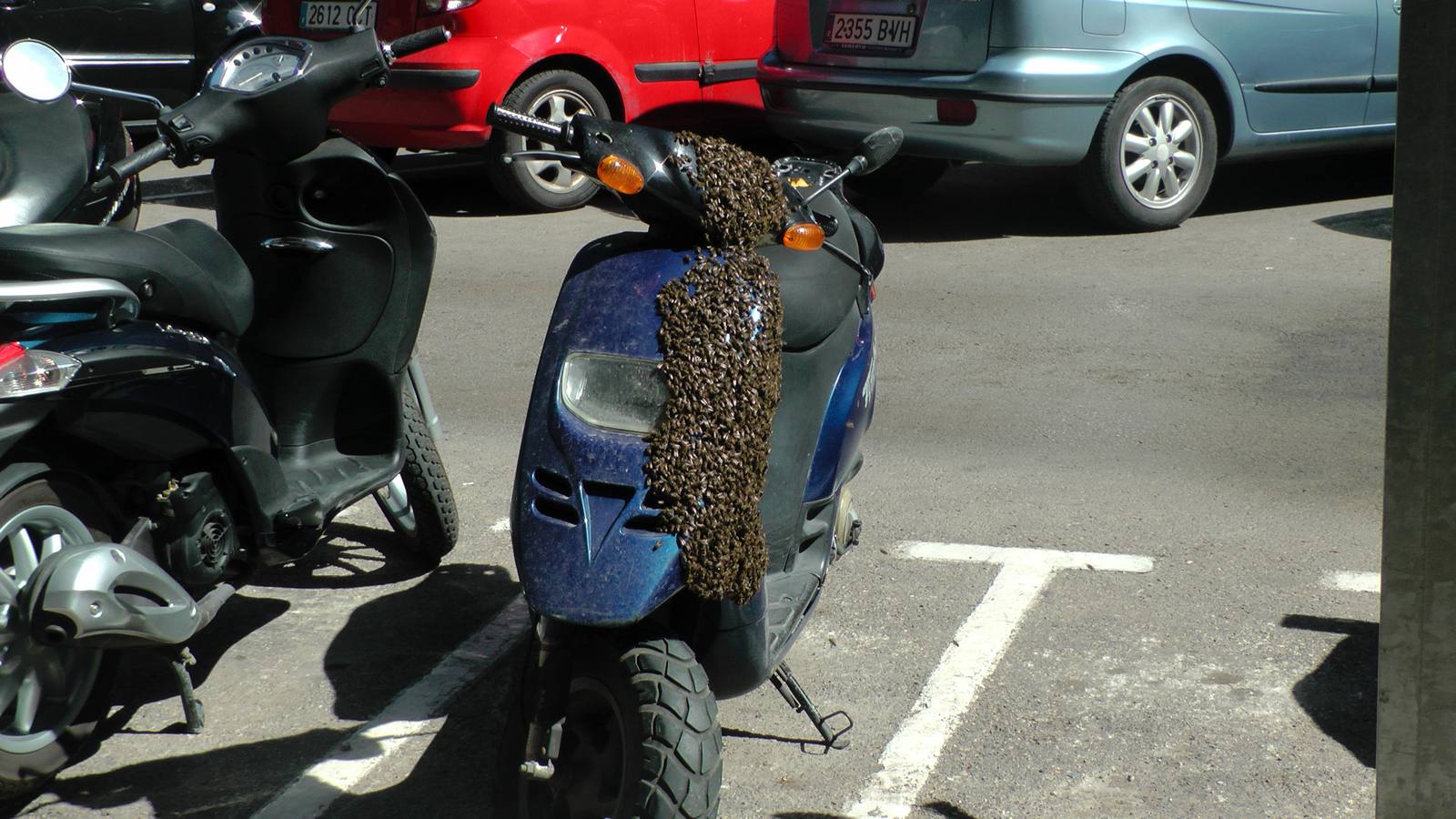 Un enjambre de abejas en una moto moviliza a los bomberos