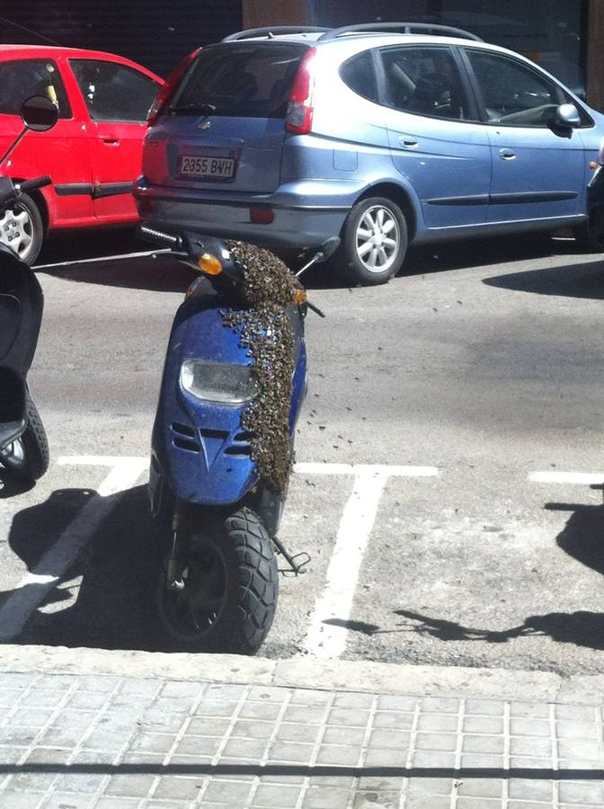 Un enjambre de abejas en una moto moviliza a los bomberos