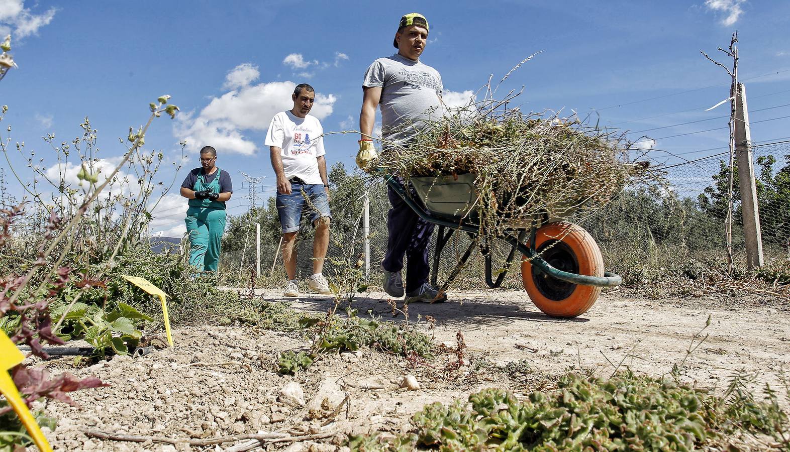 Calabacines para la esperanza