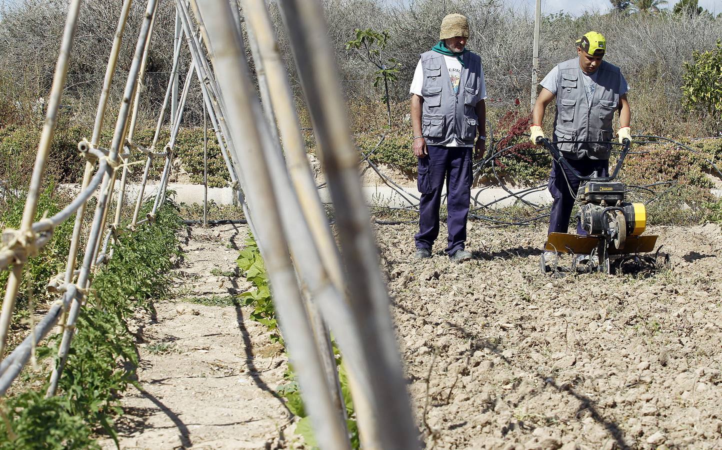 Calabacines para la esperanza