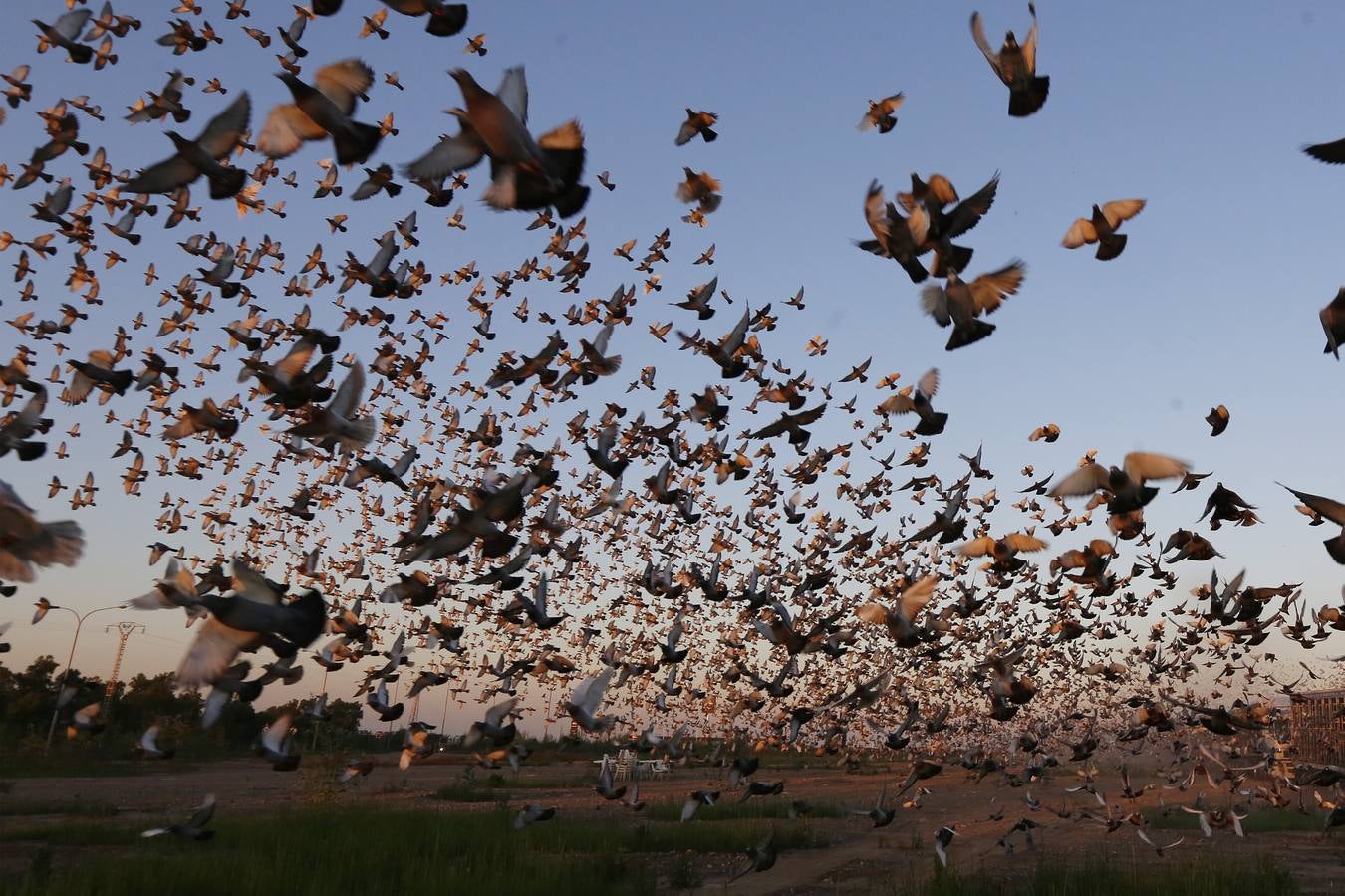 70.000 palomas, de Valencia a Portugal