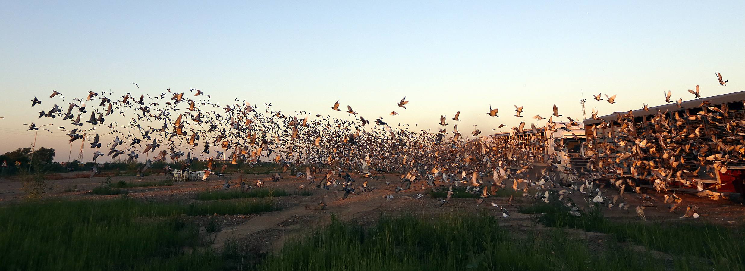 70.000 palomas, de Valencia a Portugal