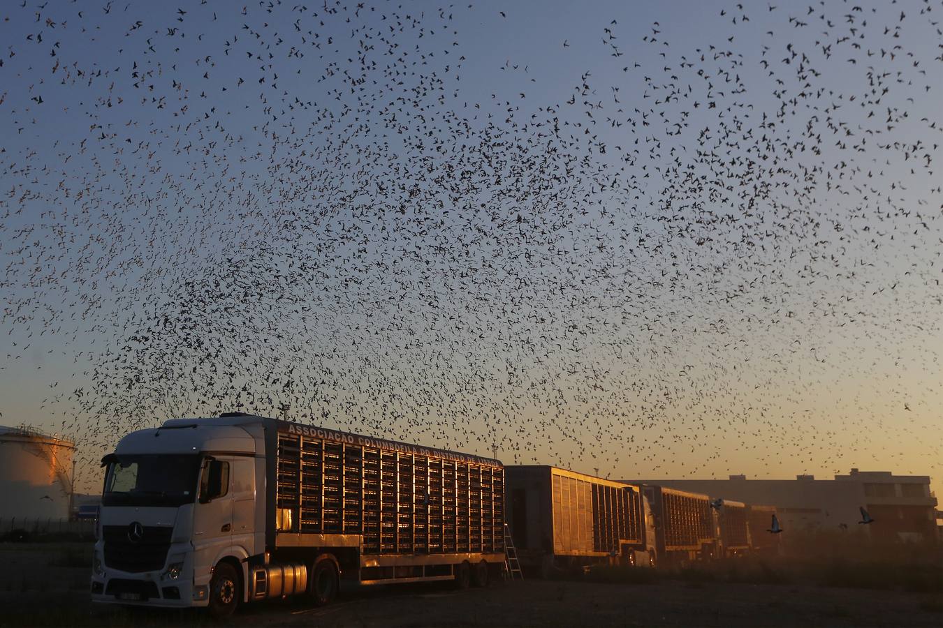 70.000 palomas, de Valencia a Portugal