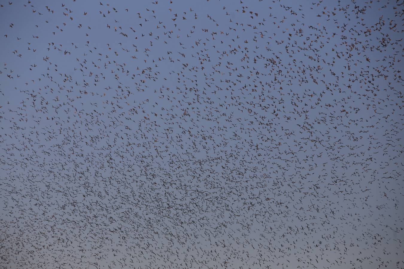 70.000 palomas, de Valencia a Portugal