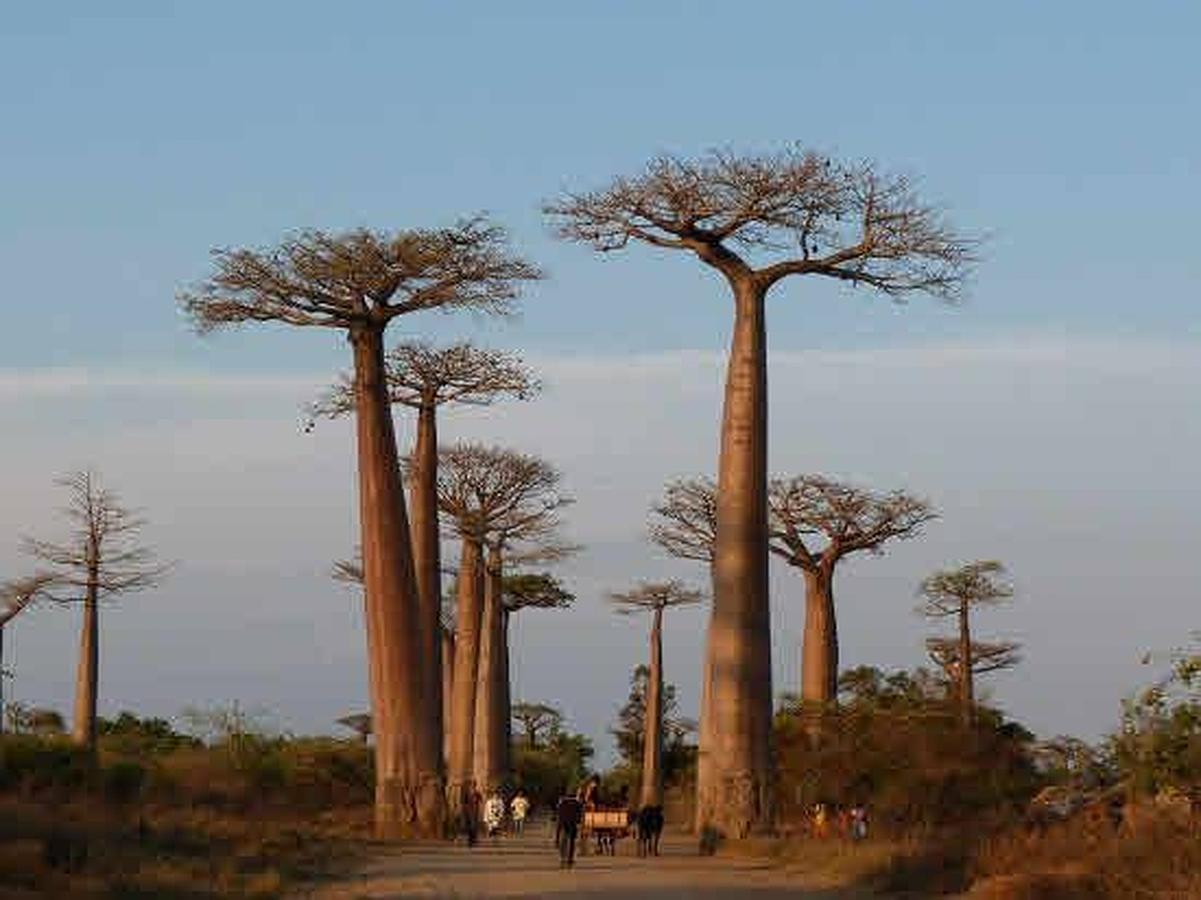 La avenida de los Baobabs, en Madagascar.. 