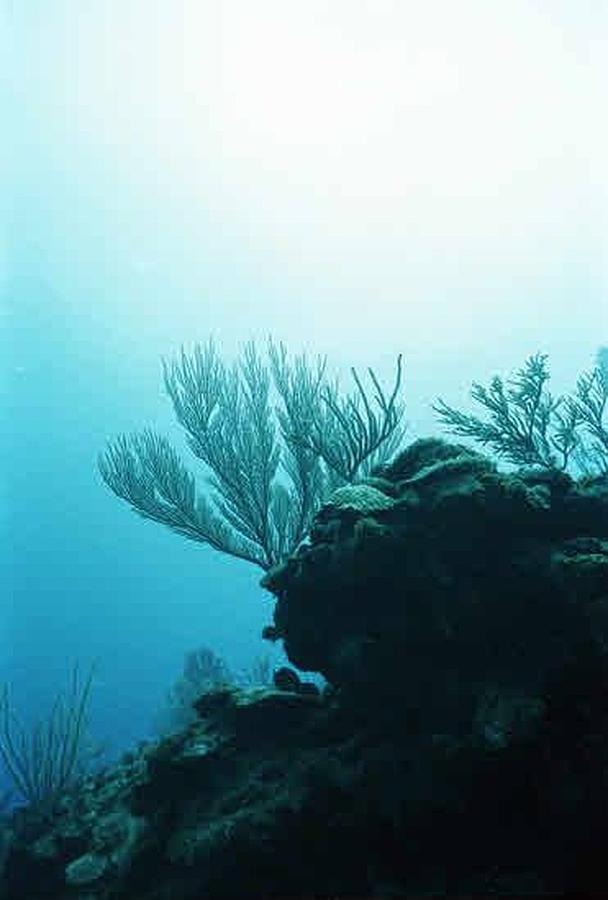 Corales de la isla de Belice (mar Caribe).. 