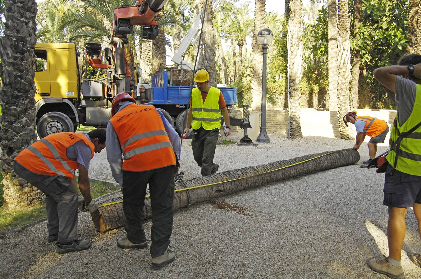 Talan la palmera más alta del casco urbano de Elche