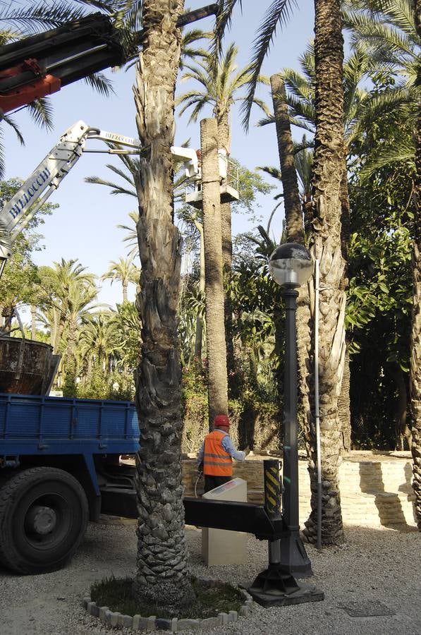 Talan la palmera más alta del casco urbano de Elche