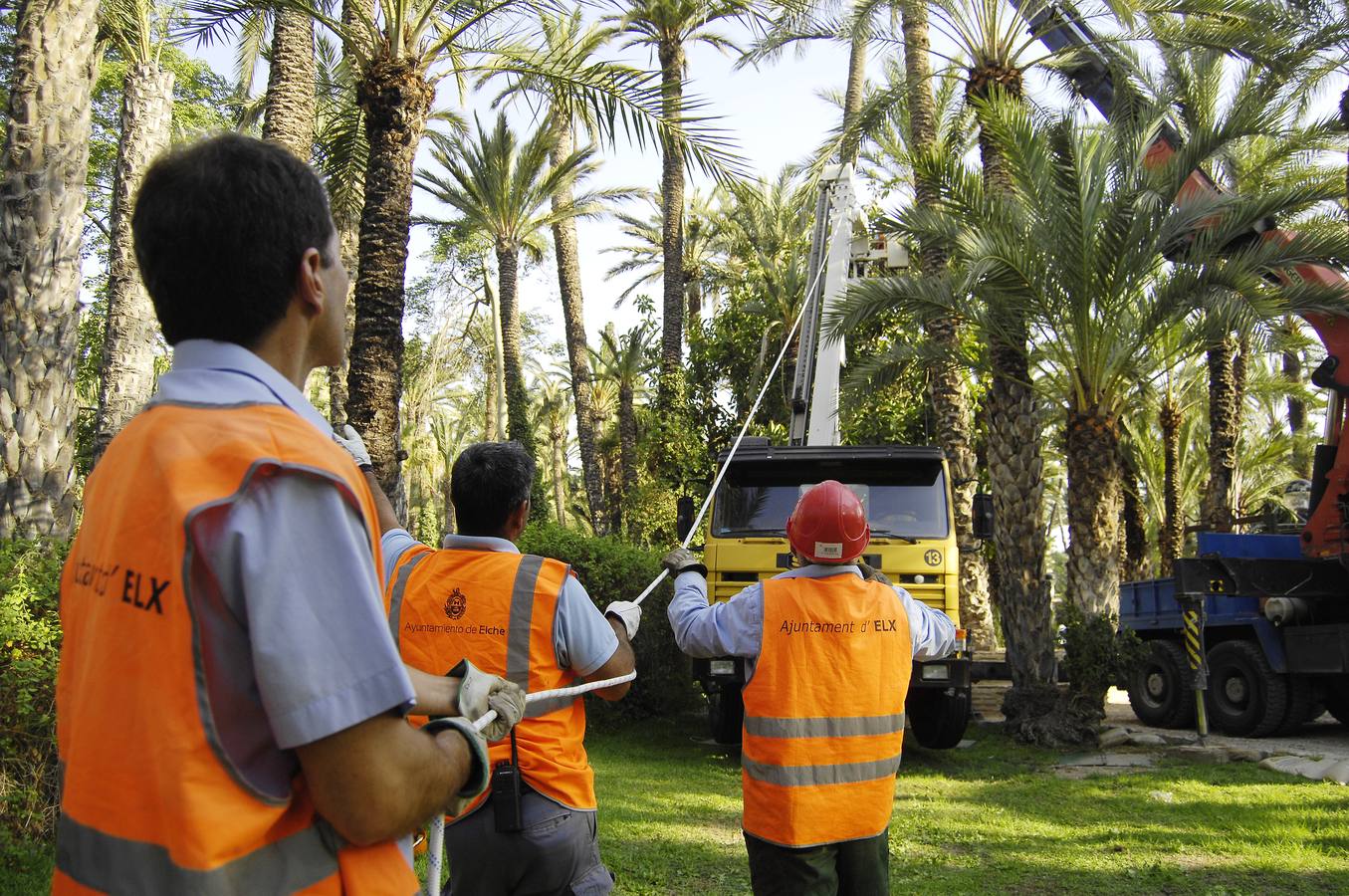 Talan la palmera más alta del casco urbano de Elche