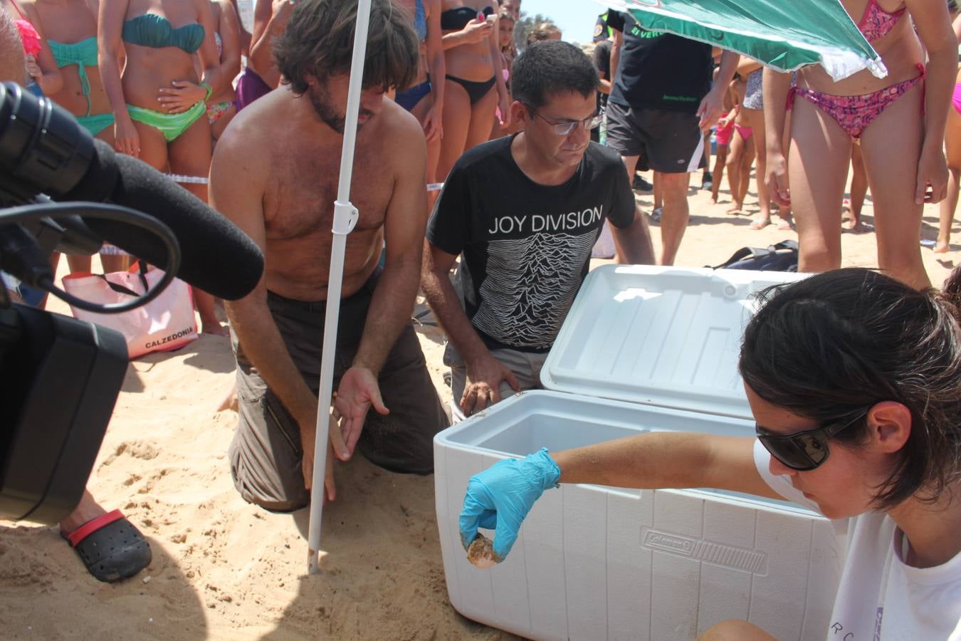 Encuentran una tortuga boba desovando en la playa de La Mata