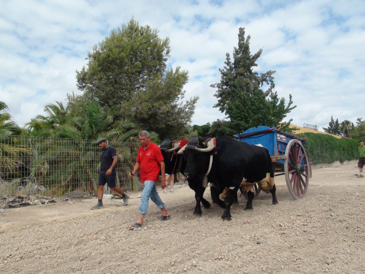 Carrera de burros y asnos de Dolores