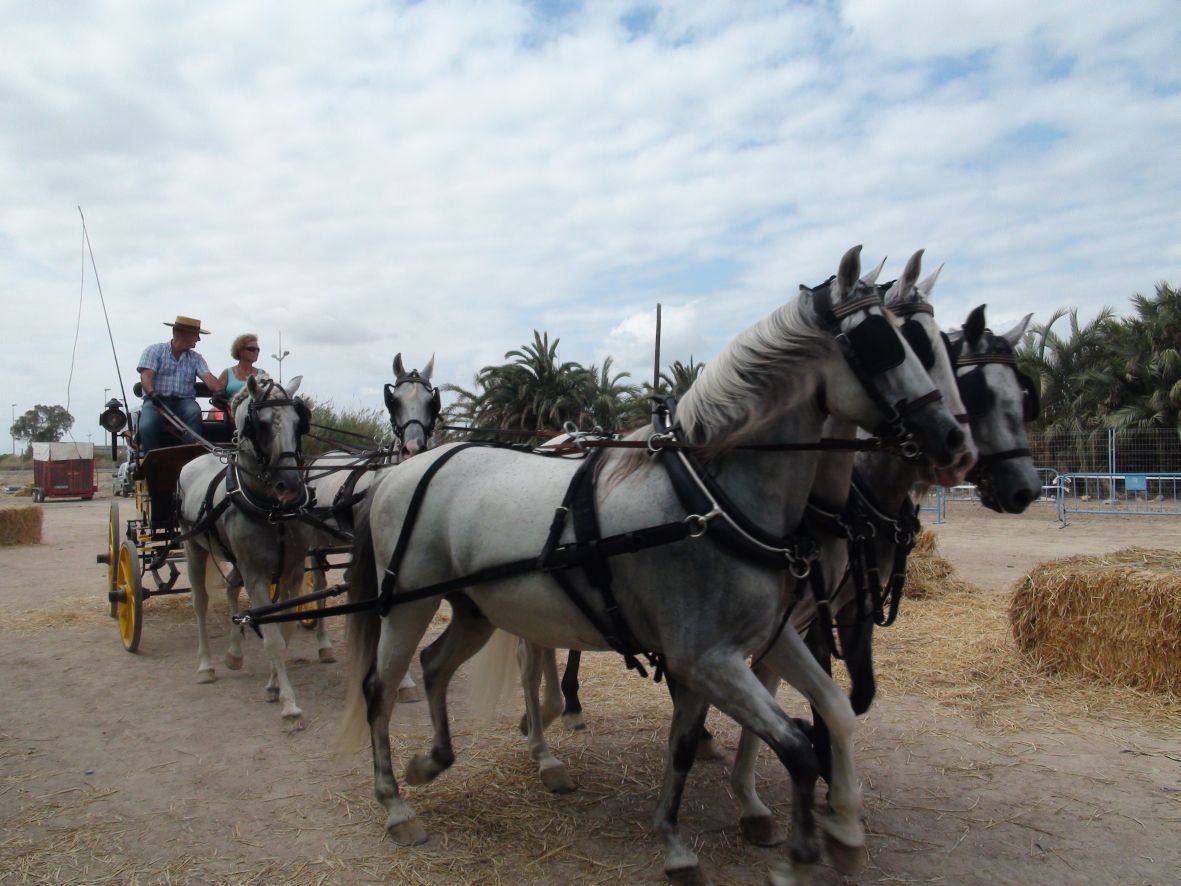 Carrera de burros y asnos de Dolores