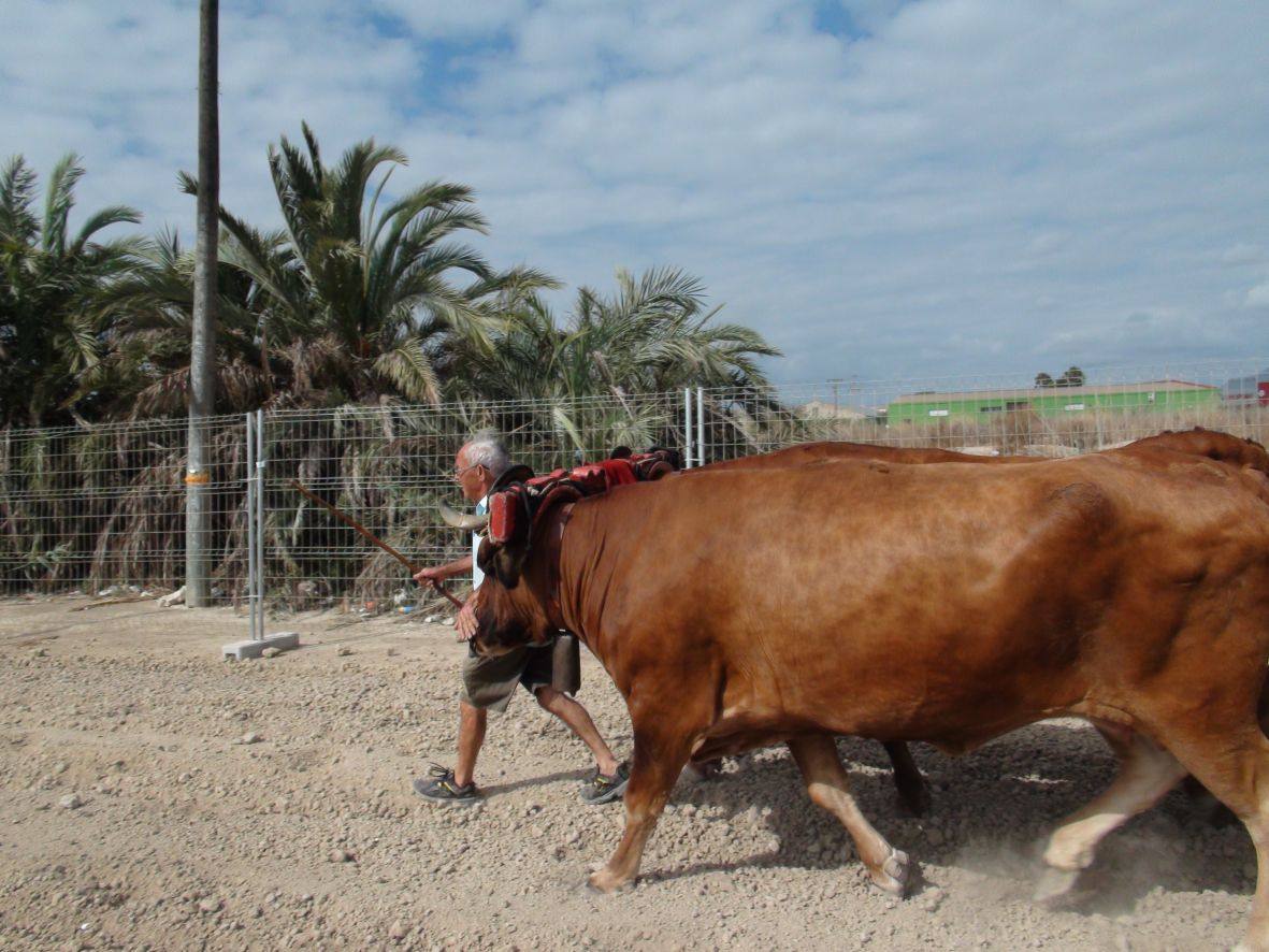 Carrera de burros y asnos de Dolores