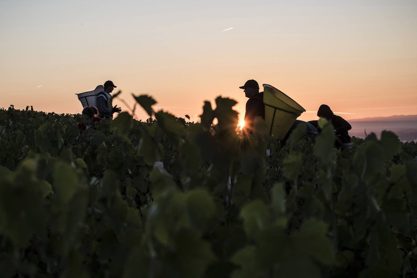 El frescor de la noche que da aroma al vino