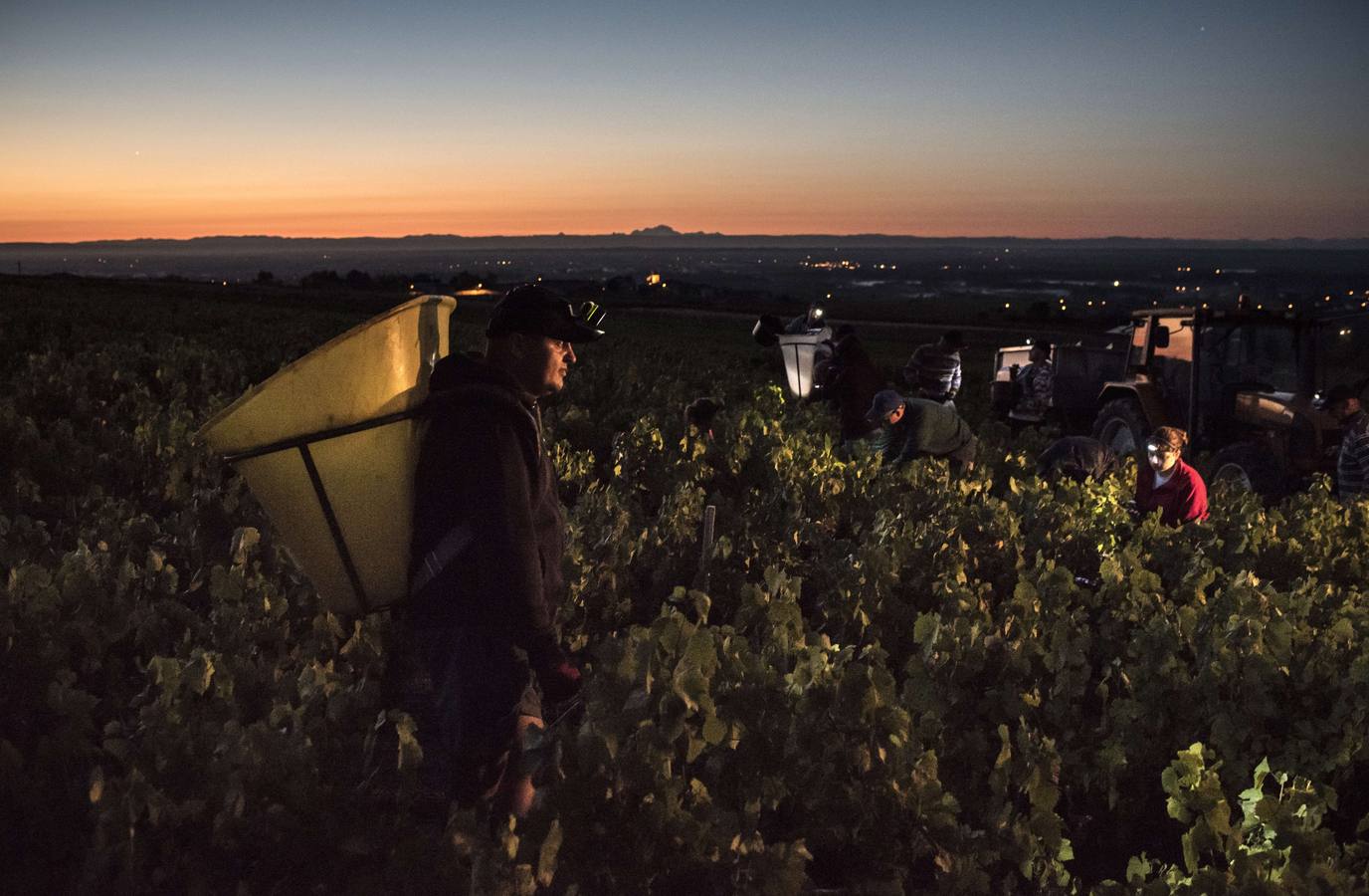 El frescor de la noche que da aroma al vino